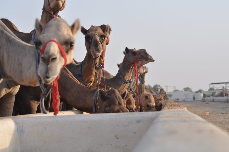 Special Focus How The UAE Is Leading The Charge In Food Security