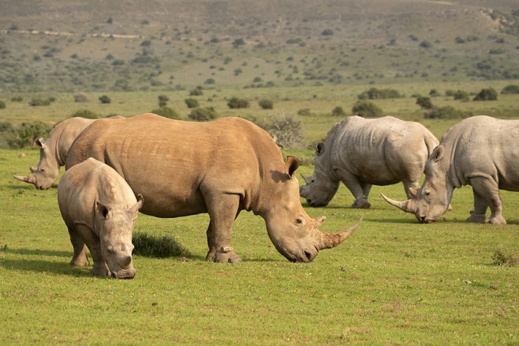 Cybersecurity Firm Threatquotient Throws Support Behind Rhino Conservation