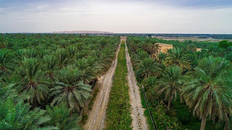 Pictures Saudi Arabias Al Ahsa Oasis Enters Guinness World Records