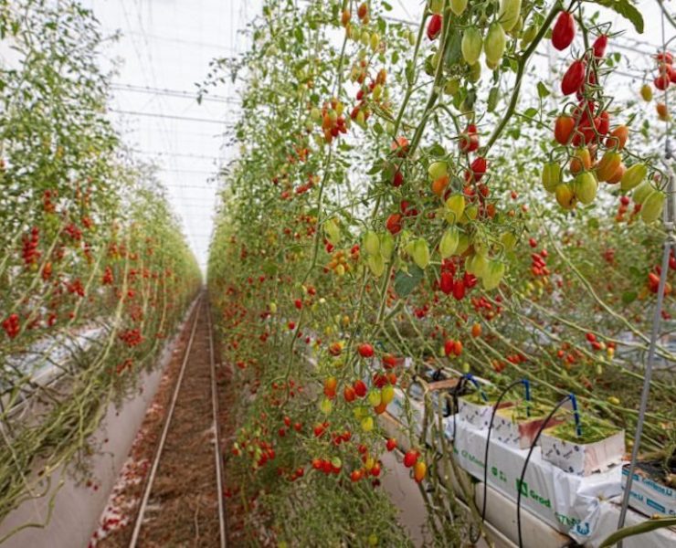 Pure Harvest Smart Farms