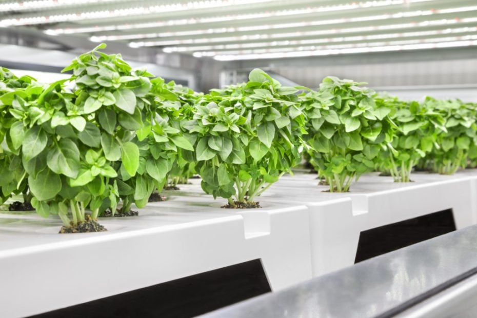 Urban farming startup Infarm gets funding from Qatar wealth fund