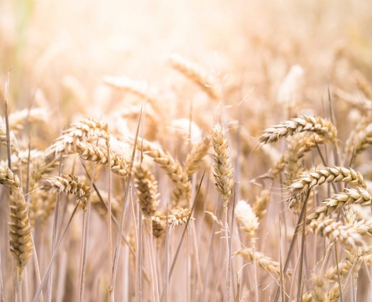 Egypt - WHEAT - BRICS