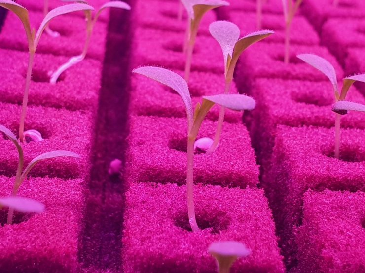 World's largest organic vertical farm opens in Dubai