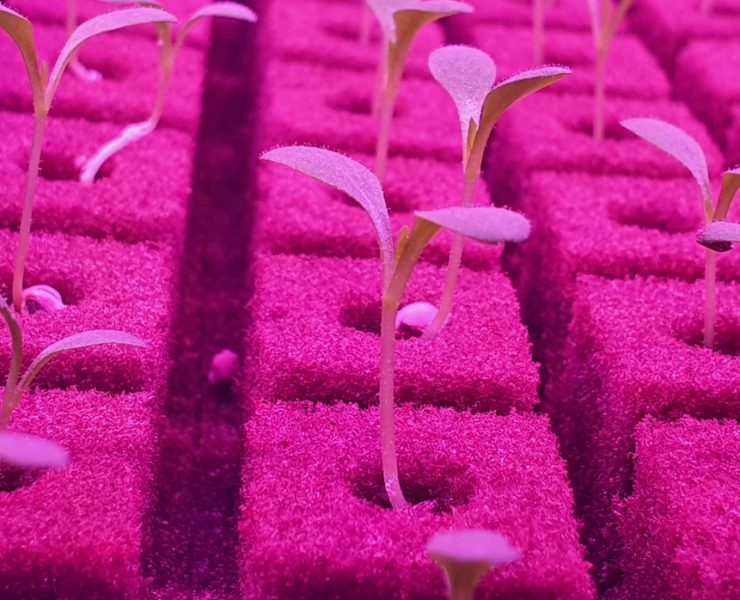World's largest organic vertical farm opens in Dubai