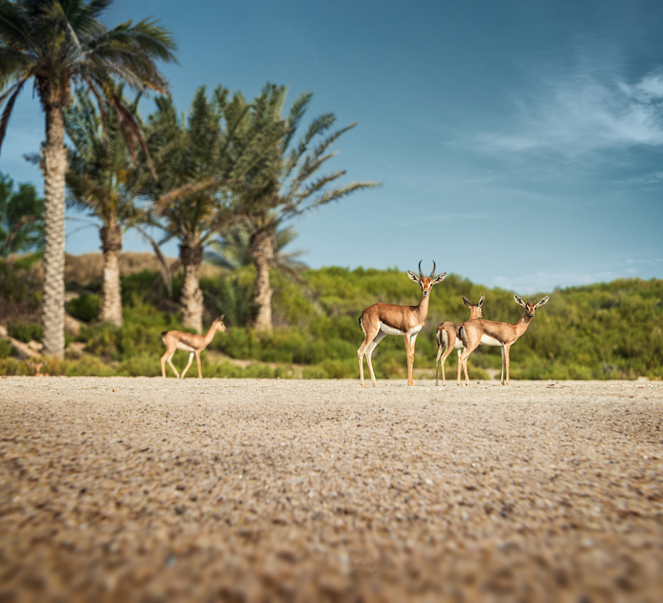 Nature - Saadiyat