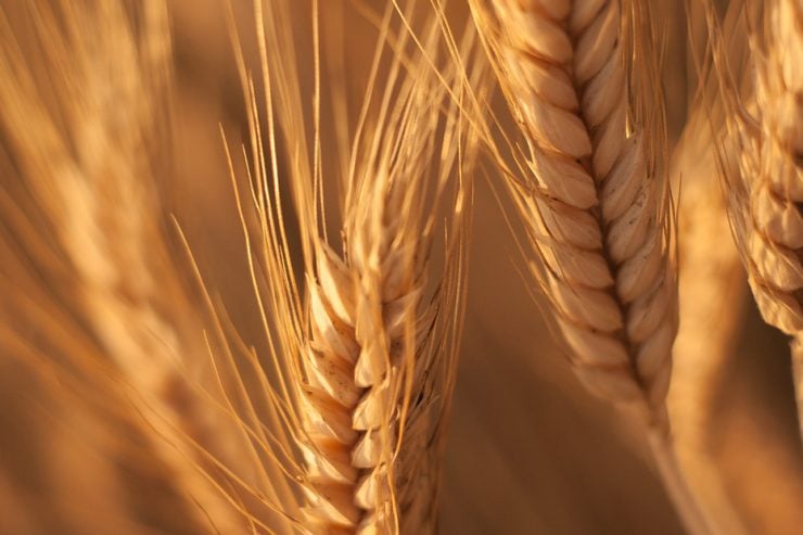 Olam Group plans to list agribusiness unit in Saudi Arabia