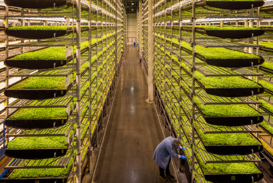 Saudi's PIF partners with AeroFarms to build indoor vertical farms