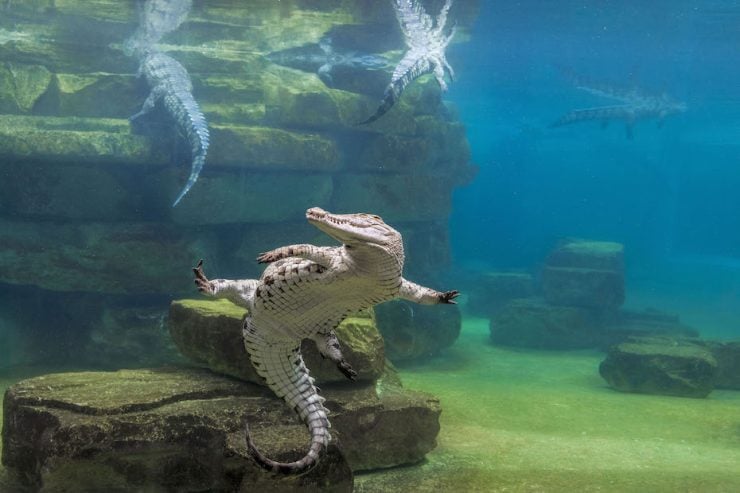 Dubai Crocodile Park