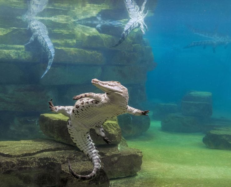 Dubai Crocodile Park