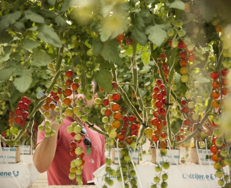 Food security AgriTech GCC