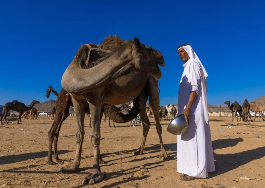 PIF launches Sawani to boost camel dairy industry