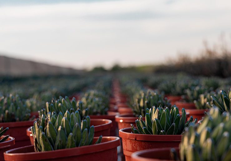 Red Sea Global has launched The Red Sea Farm Cooperative (Image: Sourced from Red Sea Global Media Centre)