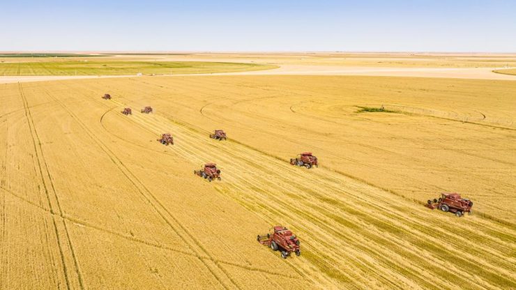 Al Dhara and ADEX to supply wheat to Egypt in $500m deal image WAM