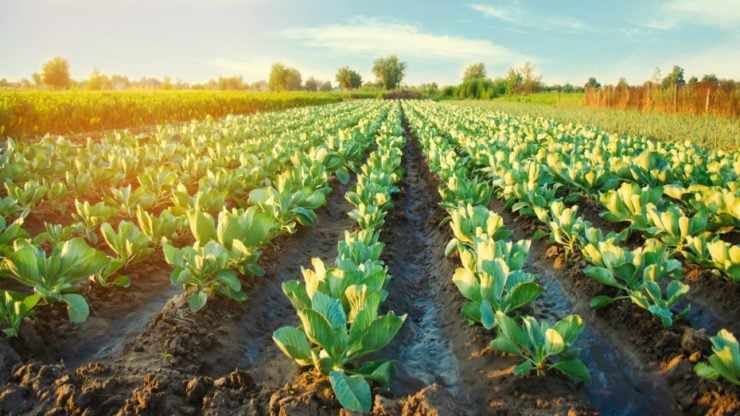 Agtech firm Silal buys majority stake in SAFCO