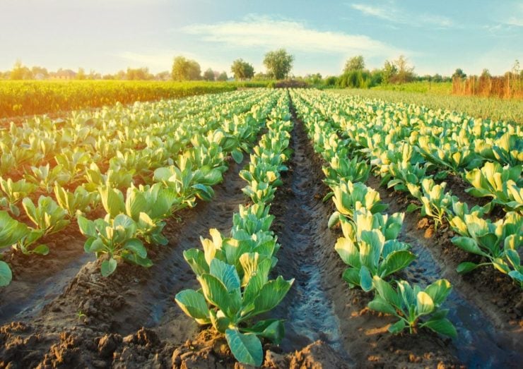 Agtech firm Silal buys majority stake in SAFCO