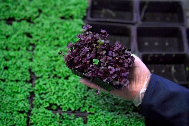 Etihad Cargo, Abu Dhabi Airports, Abu Dhabi Food Hub to set up air corridor for food trade image Getty Images