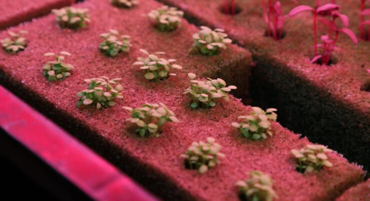 Masdar City - Alesca vertical smart farm