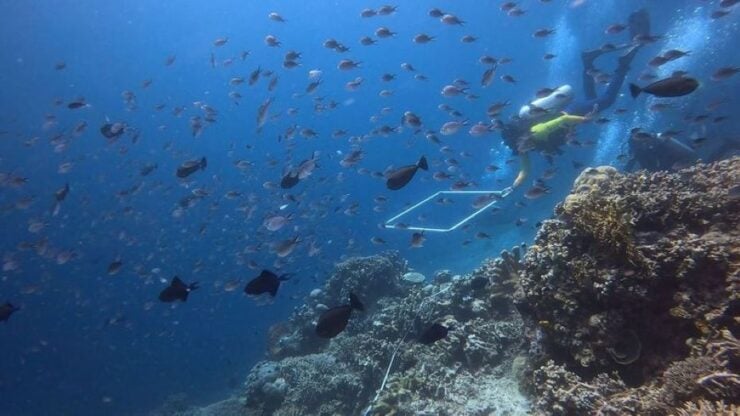 4th Coral bleaching event threatening vital ecosystems image Wildlife Conservation Society