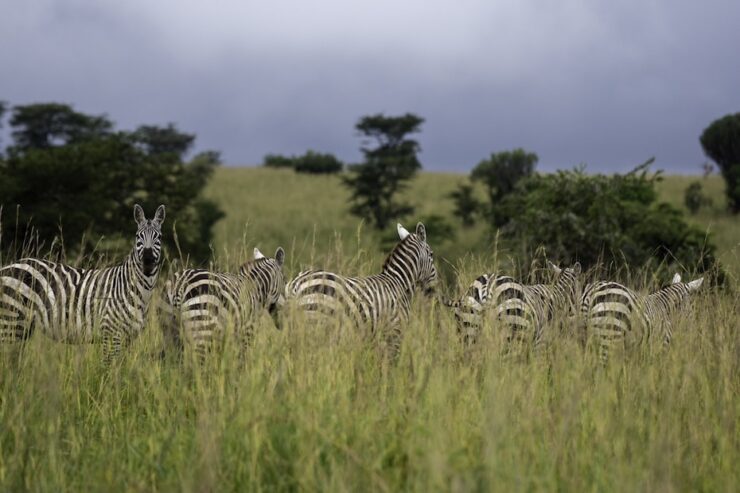 UGANDA-KIDEPO-NATL-PARK