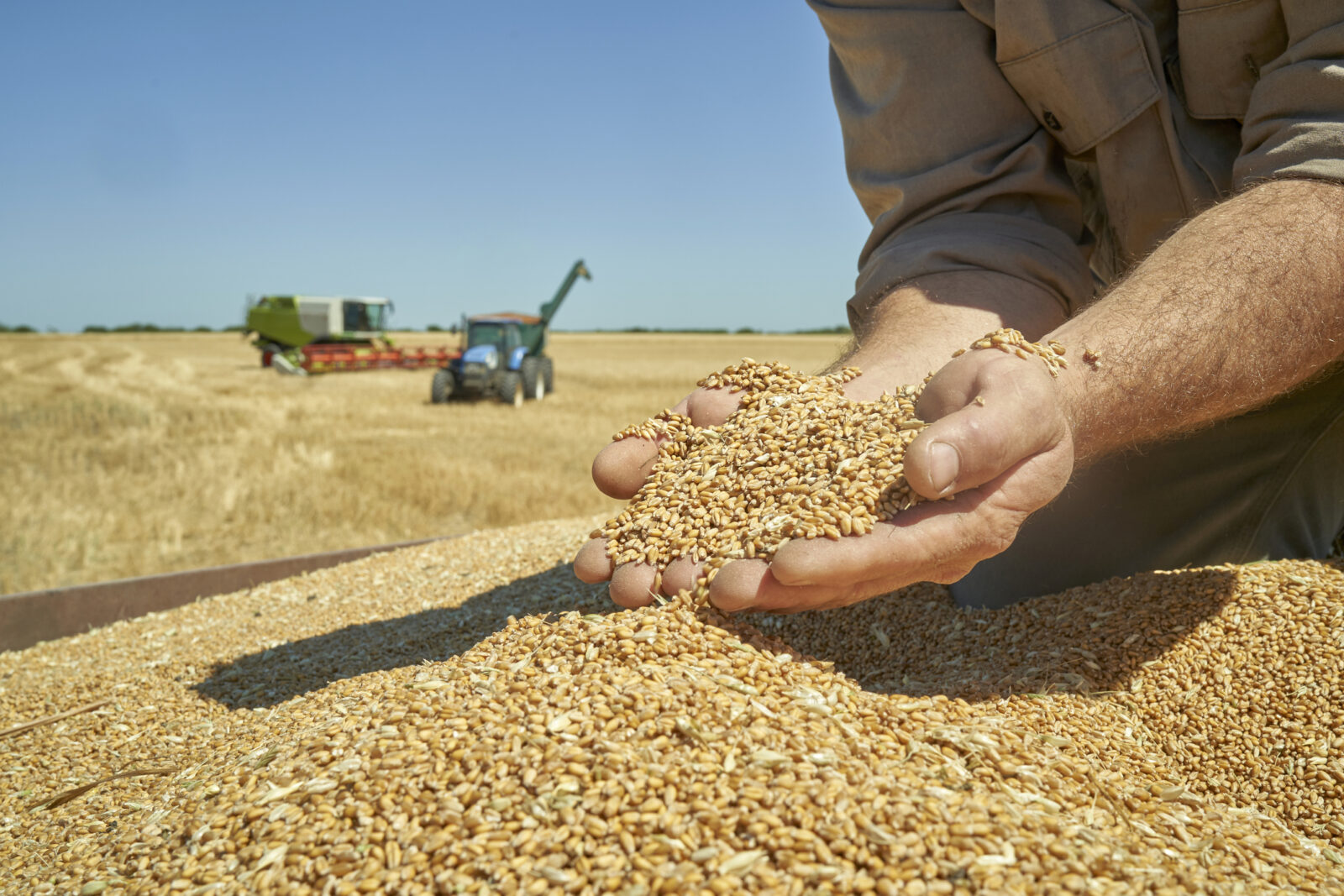 Egypt’s GASC issues tender for 3.8 million metric of wheat