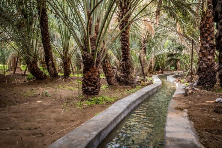 Emirates Development Bank (EDB) launches AGRIX accelerator programme