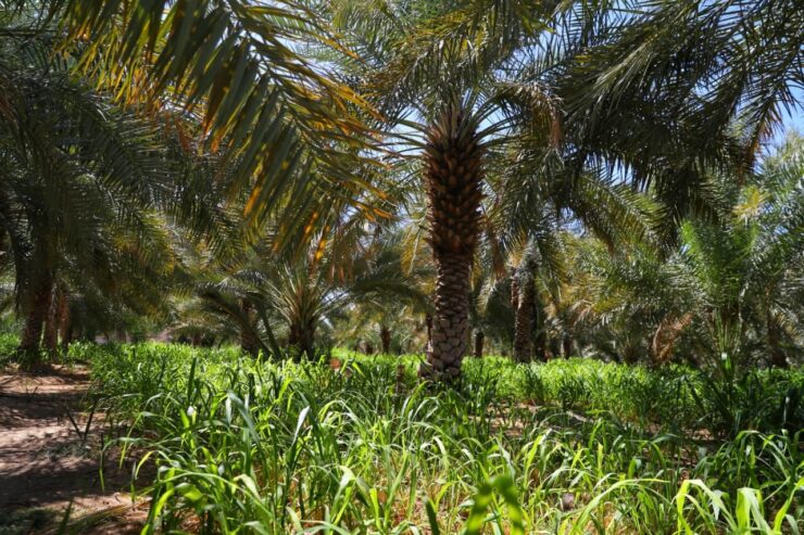 US-UAE climate-friendly farming partnership grows to $29bn