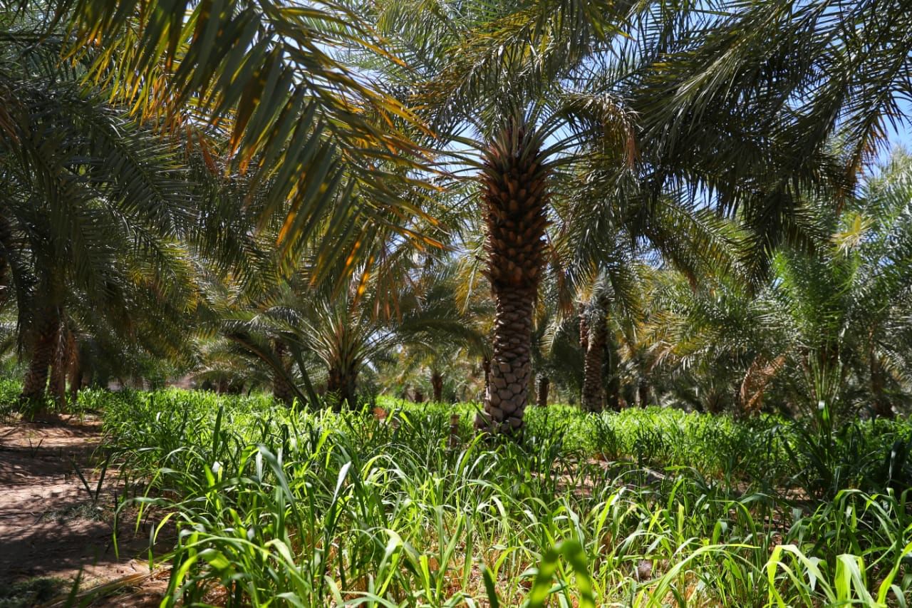 US-UAE climate-friendly farming partnership grows to $29bn