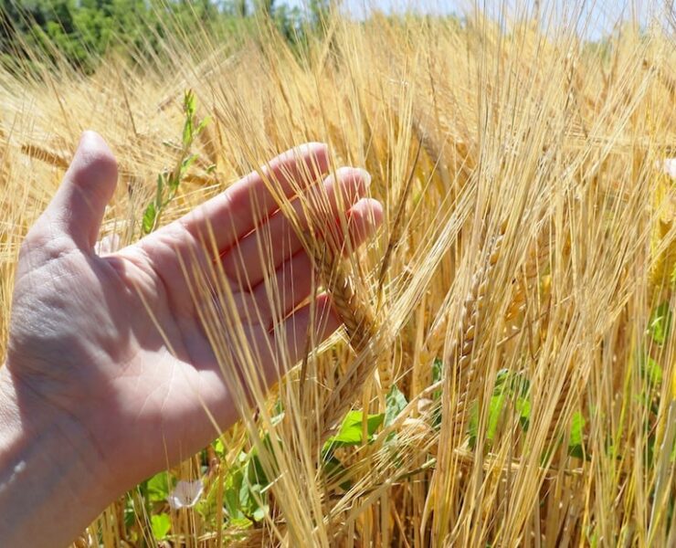 Food, ESG and sustainability: Chefs, restaurants and hotels are all part of a winning recipe