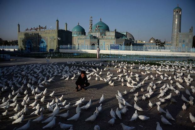 An Afghan boy feeds pigeons at the Hazrat-i- Ali shrine in Mazar-i Sharif ahead of Eid prayers.