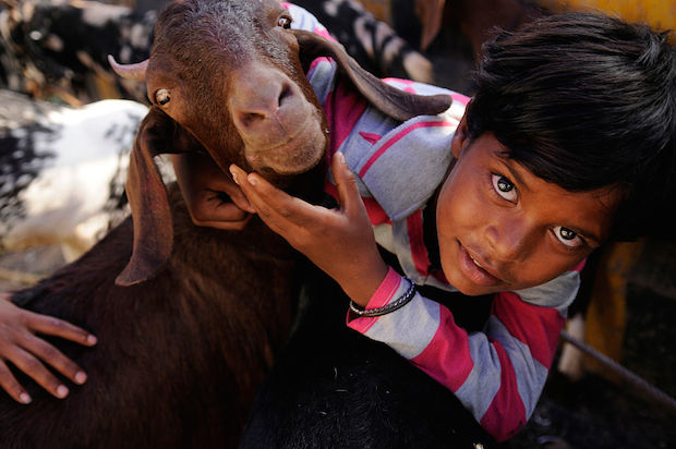 A boy plays with a sacrificial goat at a livestock market ahead of the Eid al-Adha celebrations in Noida, India. 