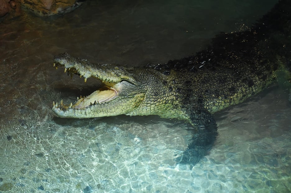 Emaar Introduces Giant Crocodile To Dubai Aquarium | UAE News