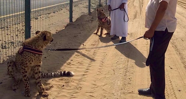 UAE Outlaws Keeping Wild Animals as Pets