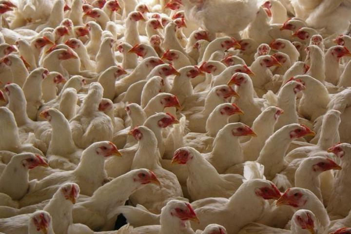 poultry_farming_as_one_of_the_activities_of_the_training_center.